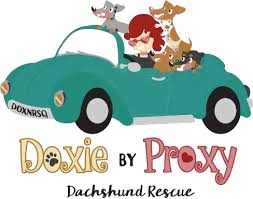 doxie by proxy dachshund rescue